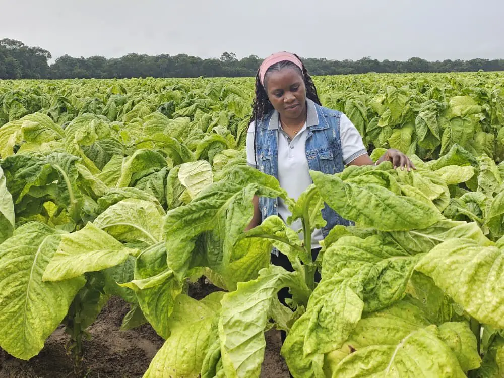 TBZ field inspector among tobacco plants