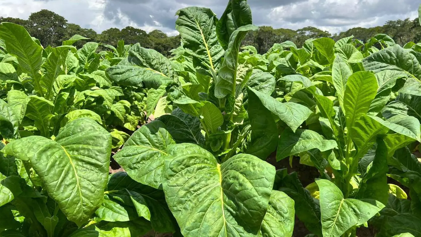 TBZ officials inspecting cured tobacco