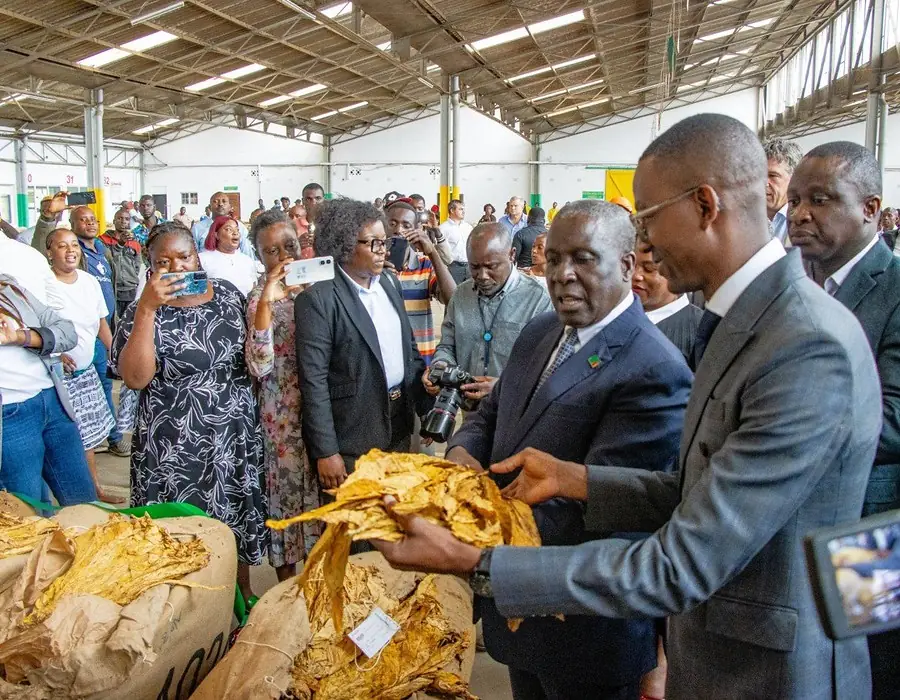 Official inspecting tobacco leaf quality