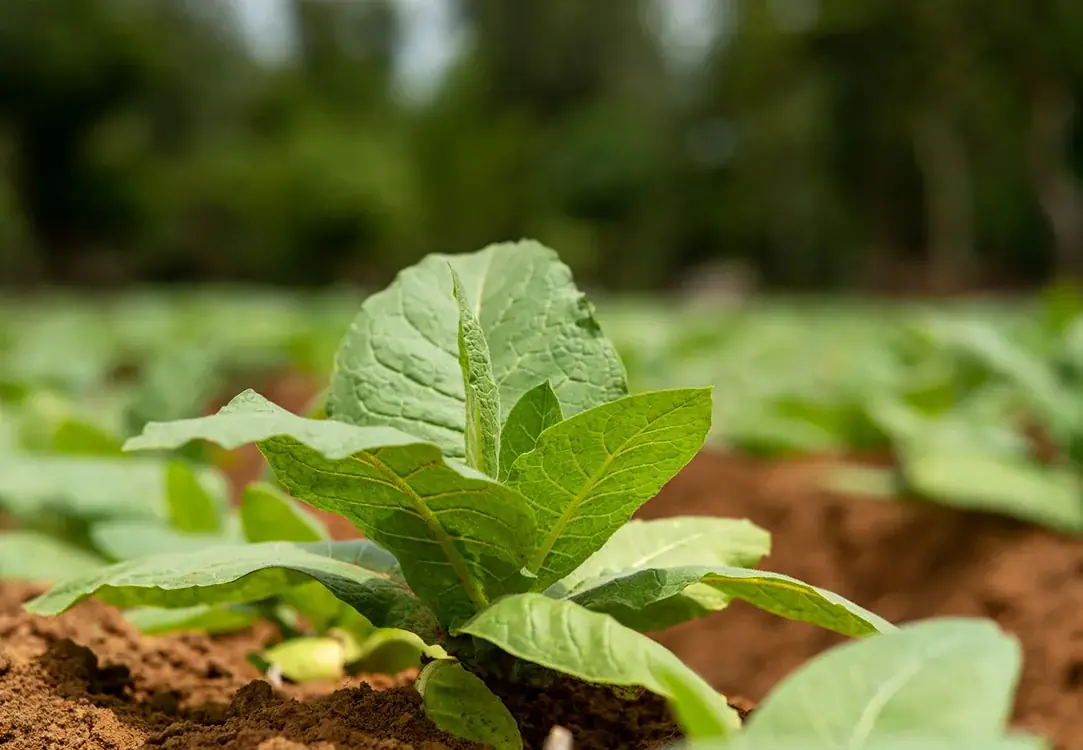 Close-up of a tobacco seedling