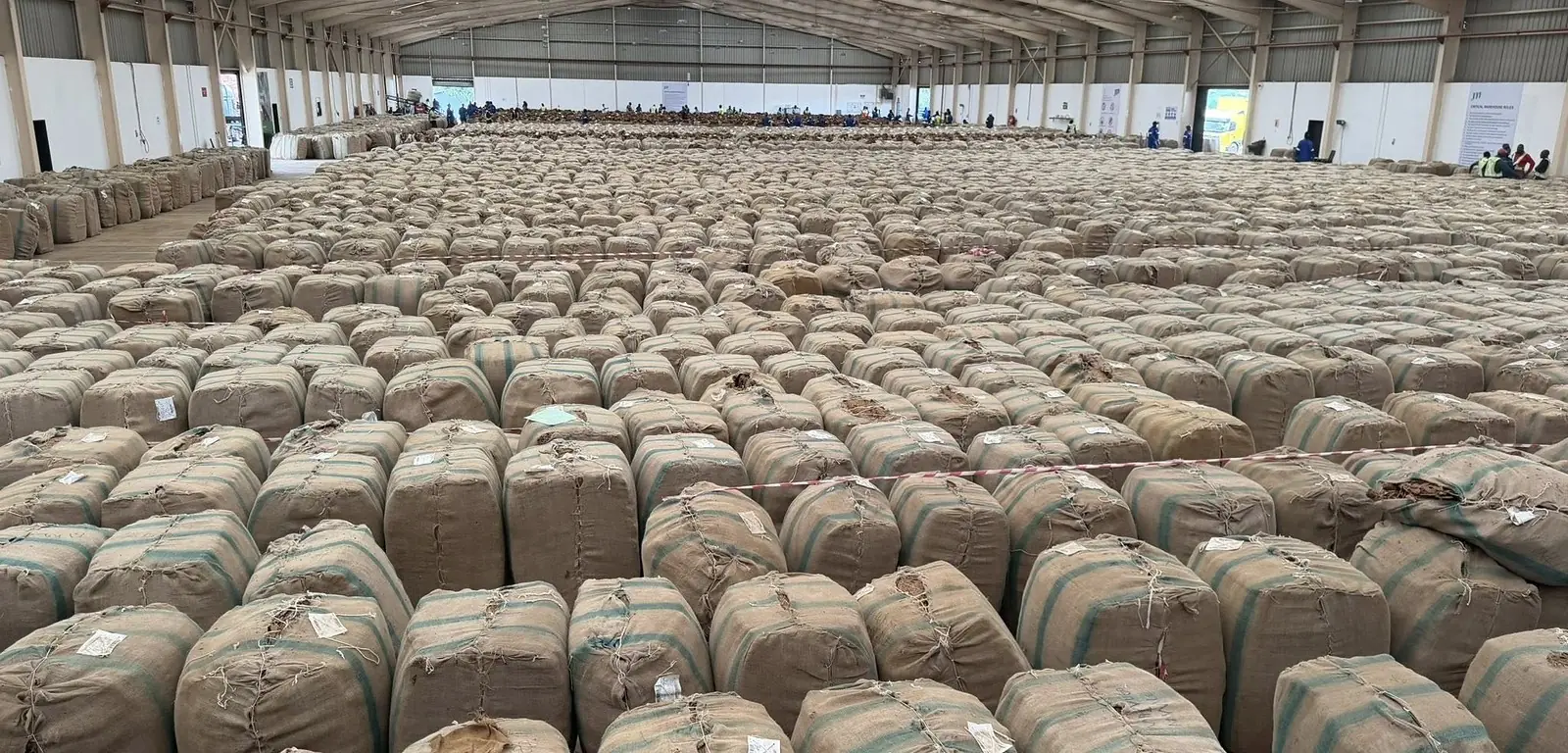 Tobacco field