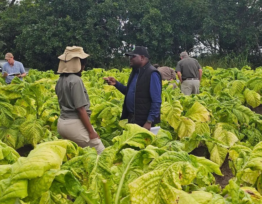 TBZ team inspecting tobacco field compliance